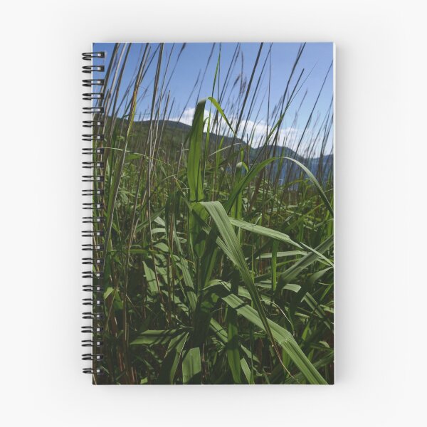 Item preview, Common Reed (Phragmites australis) designed and sold by IOMWildFlowers.