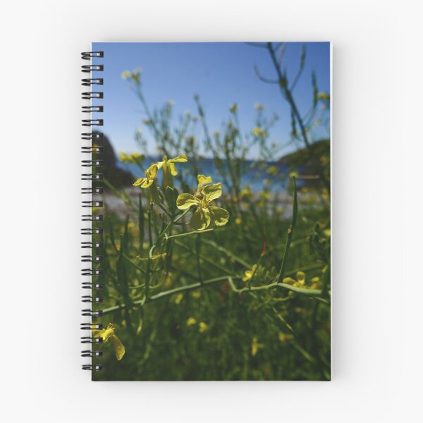 Item preview, Sea Radish (Raphanus raphanistrum ssp. maritimus) designed and sold by IOMWildFlowers.