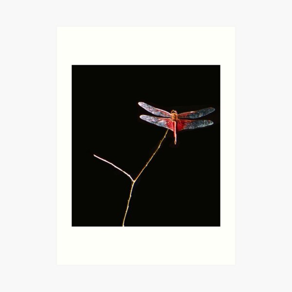 Red Dragon Art Print