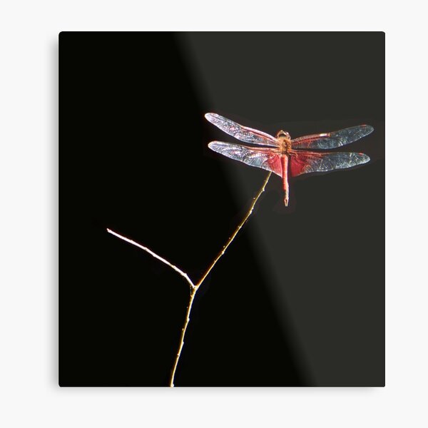 Red Dragon Metal Print