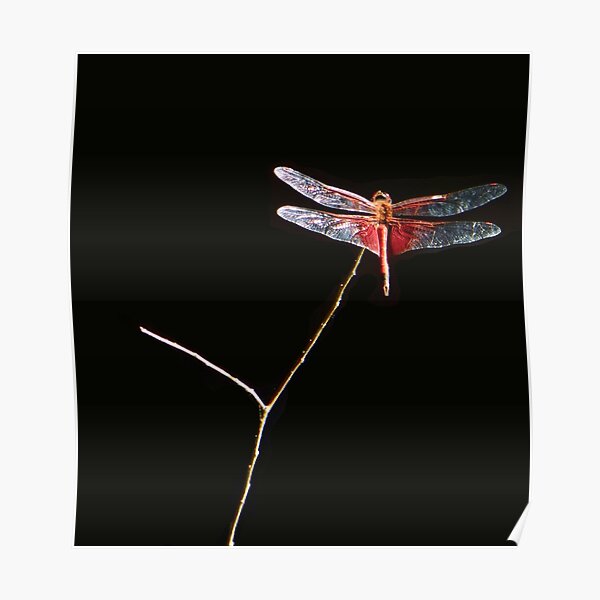 Red Dragon Poster