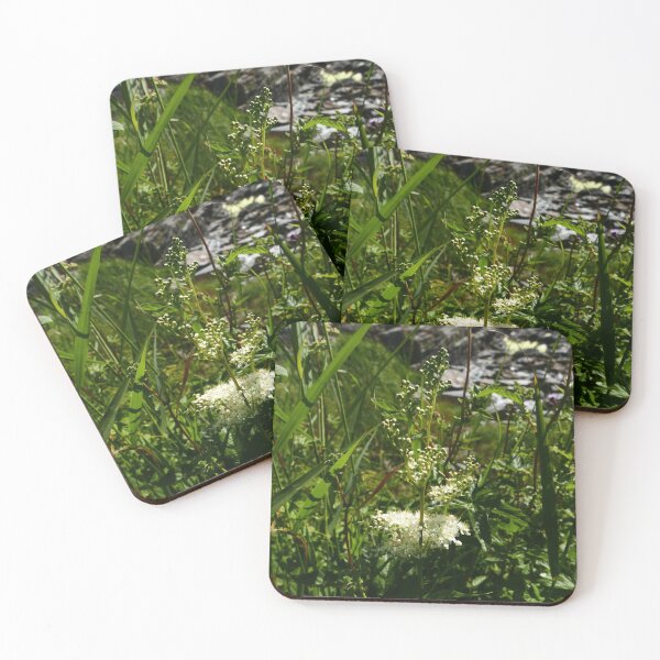 Item preview, Meadowsweet (Filipendula ulmaria) designed and sold by IOMWildFlowers.