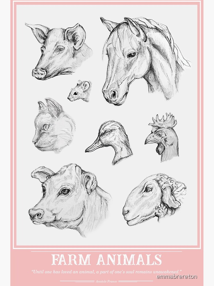 Farm animals. Head of a domestic horse pig goat cow alpaca llama rabbit  sheep. Logos or