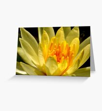 Lilly Greeting Card