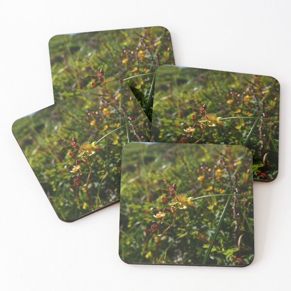 Item preview, Slender St John's Wort (Hypericum pulchrum) designed and sold by IOMWildFlowers.