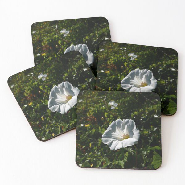 Item preview, Giant Bindweed (Calystegia silvatica) designed and sold by IOMWildFlowers.
