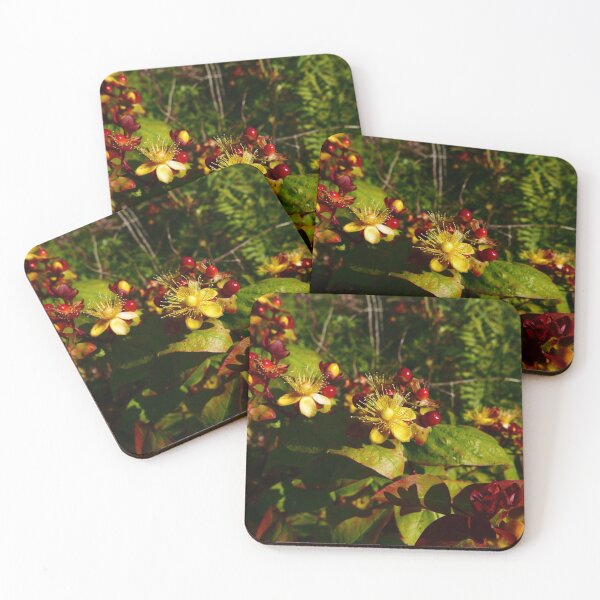 Item preview,  Tutsan (Hypericum androsaemum) designed and sold by IOMWildFlowers.