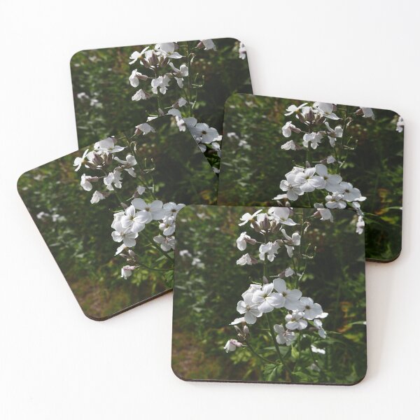 Item preview, Dame's Violet (Hesperis matronalis) designed and sold by IOMWildFlowers.