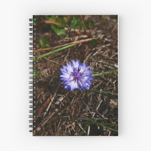 Item preview, Cornflower (Centaurea cyanus) designed and sold by IOMWildFlowers.