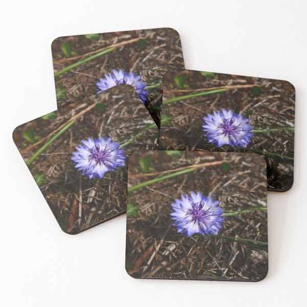 Item preview, Cornflower (Centaurea cyanus) designed and sold by IOMWildFlowers.