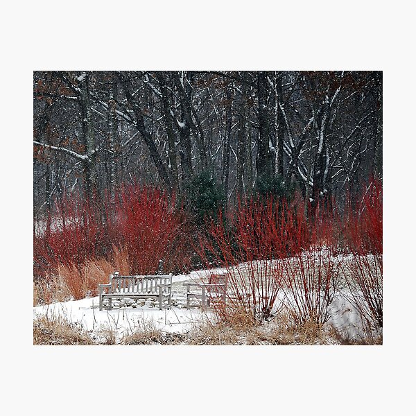 Item preview, Red-twigged Dogwood at Heron Pond designed and sold by Victoria Jostes.