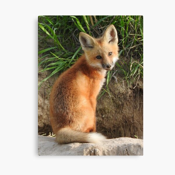 Little Red Canvas Print