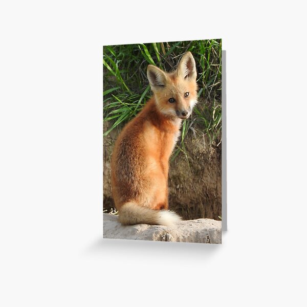 Little Red Greeting Card