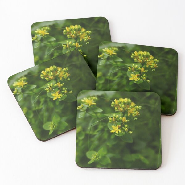 Item preview, Square-Stalked St. John's Wort (Hypericum tetrapterum) designed and sold by IOMWildFlowers.