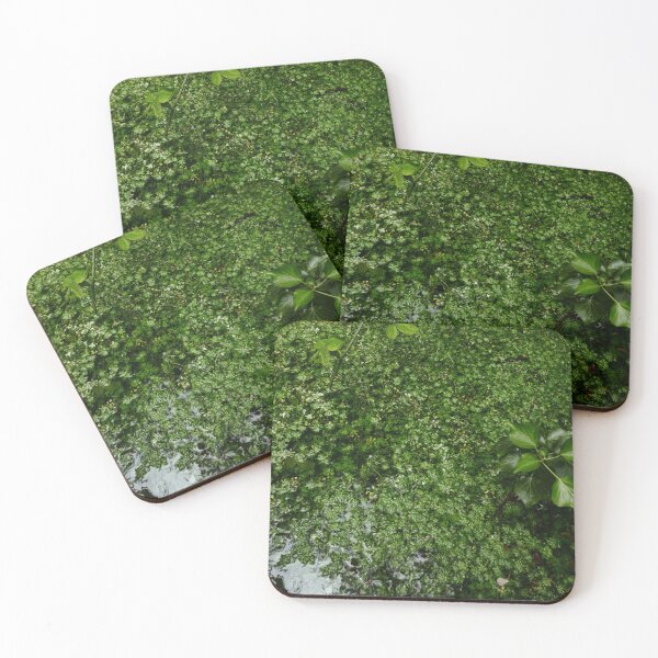 Item preview, Water Starwort (Callitriche stagnalis) designed and sold by IOMWildFlowers.