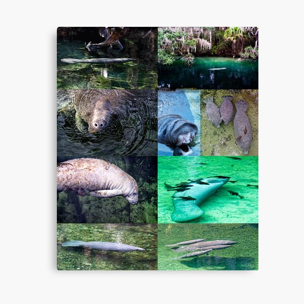 Manatee montage Canvas Print