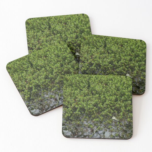 Item preview, New Zealand Pigmyweed (Crassula helmsii) designed and sold by IOMWildFlowers.