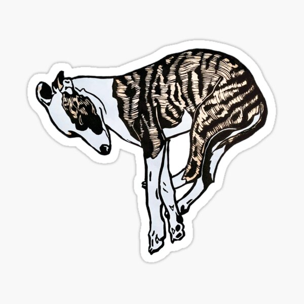 Sleepy Whippet in fawn brindle Sticker