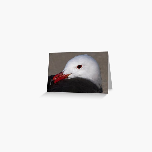 Portrait of a Heermann's Gull Greeting Card