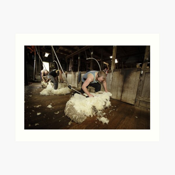 Shearing, Tooborac, Victoria, Australia Art Print