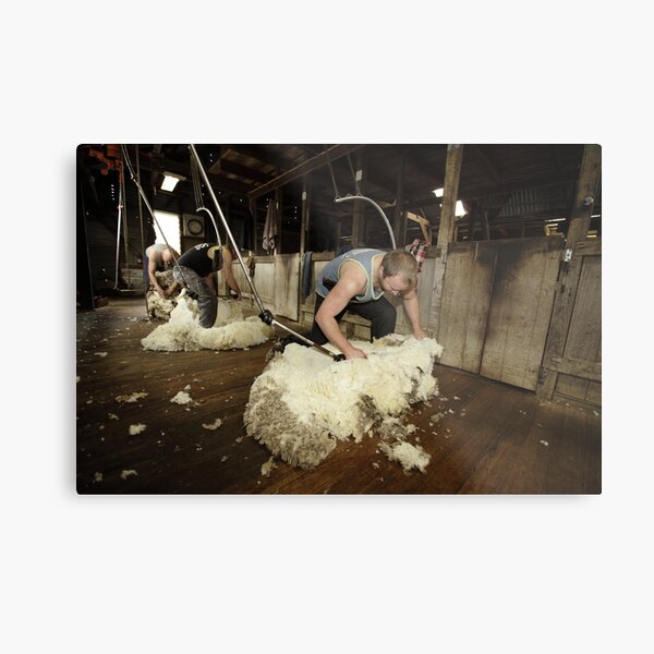 Shearing, Tooborac, Victoria, Australia Metal Print