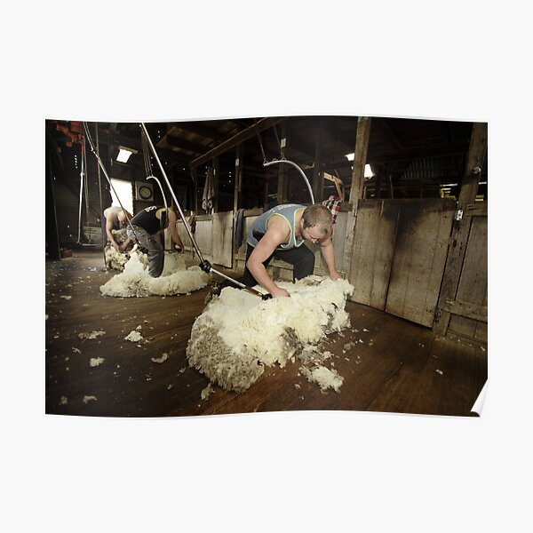 Shearing, Tooborac, Victoria, Australia Poster