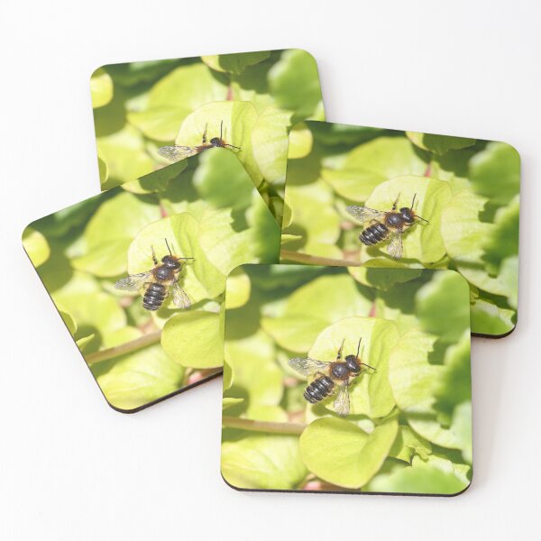 Item preview, Leaf cutter bee designed and sold by GreyFeatherPhot.