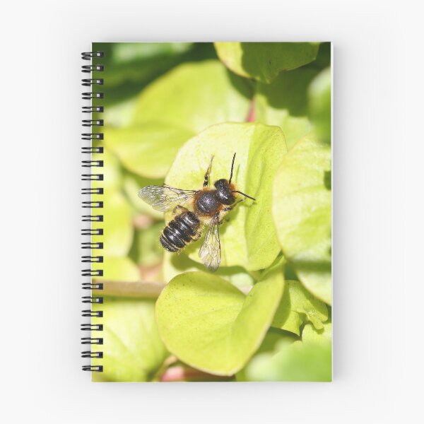 Item preview, Leaf cutter bee designed and sold by GreyFeatherPhot.