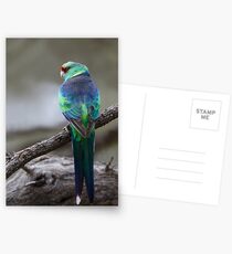 Mallee Ringneck Postcards