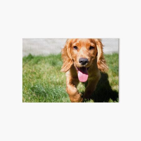 Casper the Cocker Spaniel Art Board Print