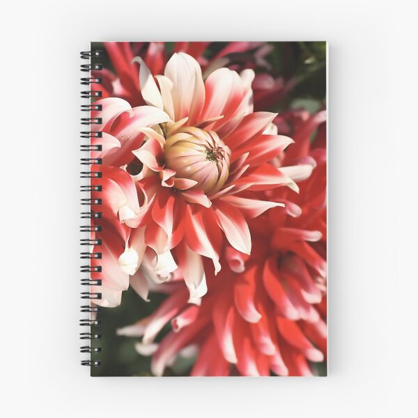 Item preview, flower-dahlia-red-white-trio designed and sold by Joy Watson - Natural Light Photography .