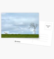 horse and tree Postcards
