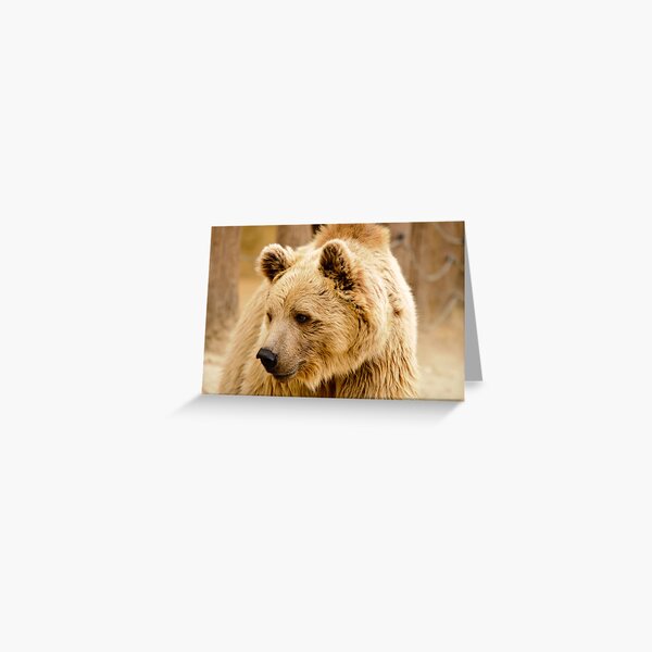 oso Greeting Card