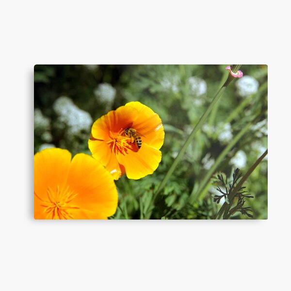 Hello There Mr Honey Bee Metal Print