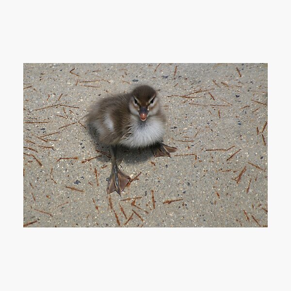 Australian Wood Duckling. Photographic Print