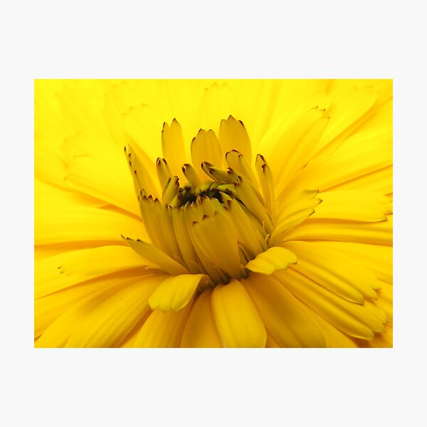tastes good in a salad... Photographic Print