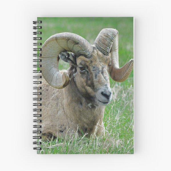 Item preview, Big Horn Sheep Portrait designed and sold by Karen Peron.