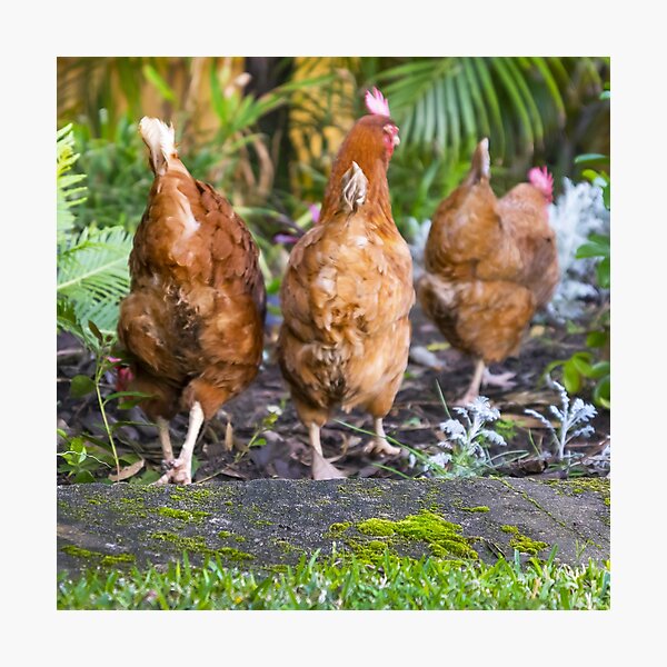 Feather Friends Collection - Chicken Bottoms Photographic Print