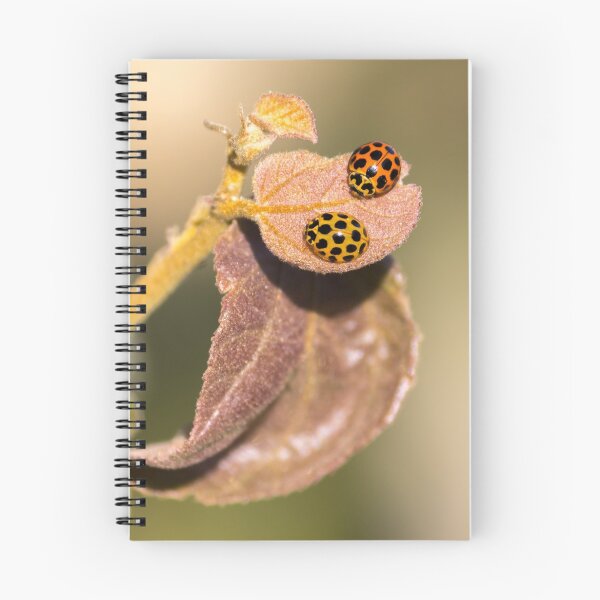 Item preview, Spotted Ladies designed and sold by Teale Britstra.