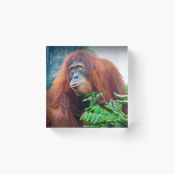 Item preview, Orangutan 3 designed and sold by photograham.