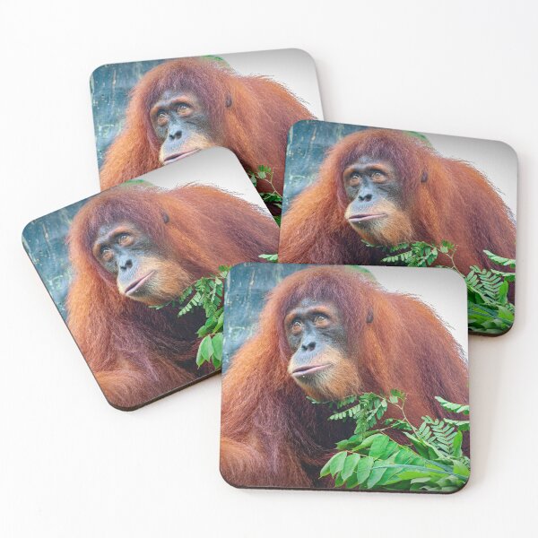 Item preview, Orangutan 3 designed and sold by photograham.