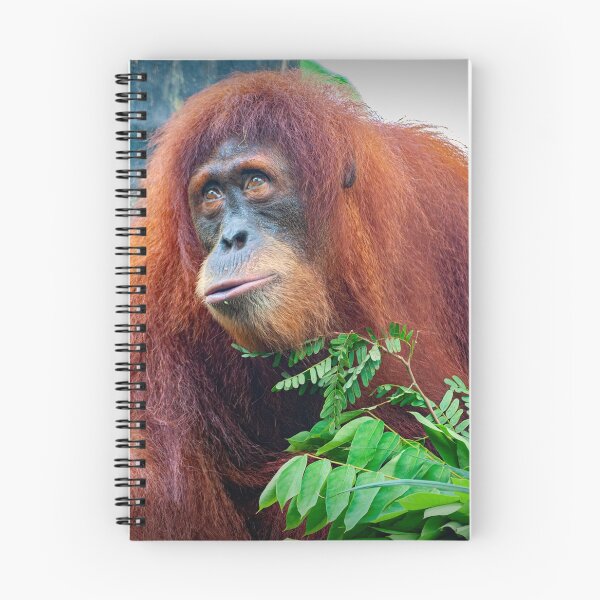 Item preview, Orangutan 3 designed and sold by photograham.