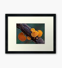 Rainforest fungi,Lamington NP,Australia Framed Print