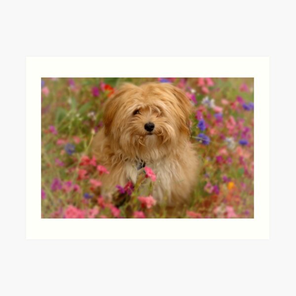 Crazy for You Art Print