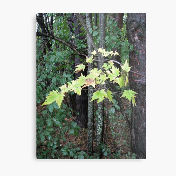Chartreuse Metal Print