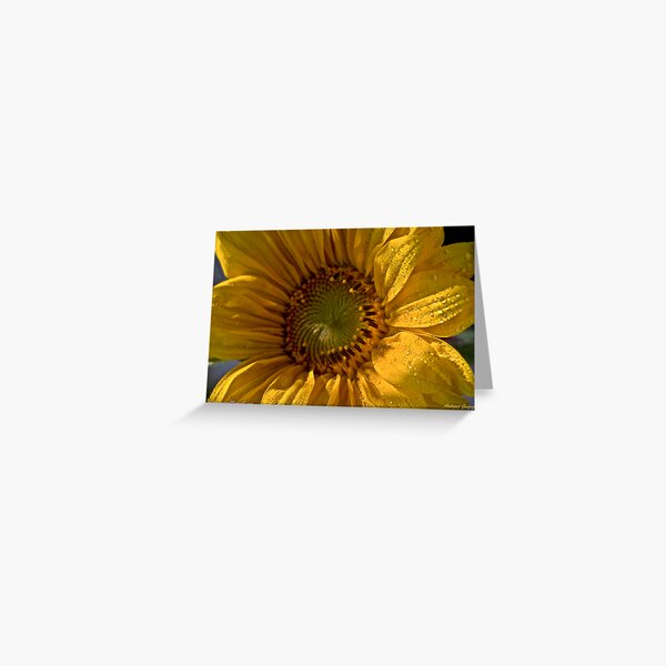 Aperçu de l'œuvre Sunflower  .  tribute to Sun of Jamaica .  My rememberance  by  Brown Sugar . créée et vendue par © Andrzej Goszcz,M.D. Ph.D.