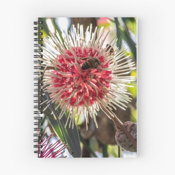 Item preview, Back light  Hakea Laurina. with Bee designed and sold by DPalmer.