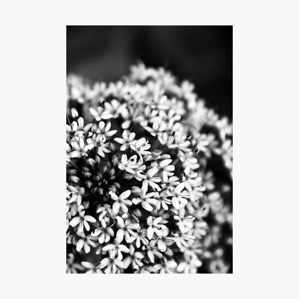 Untitled Photographic Print