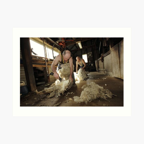 Shearing, Tooborac, Victoria, Australia Art Print