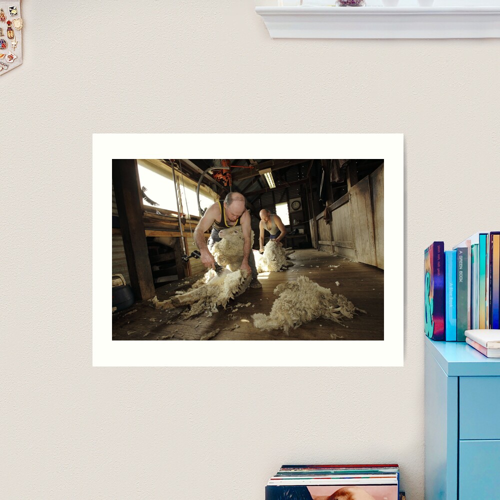 Shearing, Tooborac, Victoria, Australia Art Print